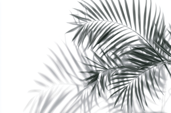 Abstract Shadow Play of Tropical Palm Fronds