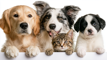 Adorable Dogs and Cats Peeking Over a Blank Banner