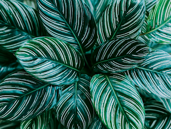 Close-Up of Calathea Ornata Leaves