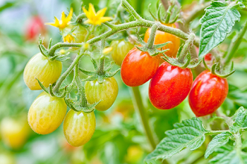 Close-Up of Cherry Tomato Plant with Varied Ripeness