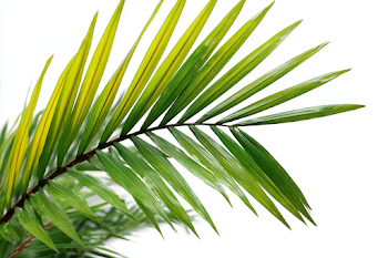 Close-Up of Fresh Green Palm Frond