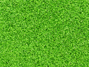 Close-Up View of Dense Healthy Green Grass