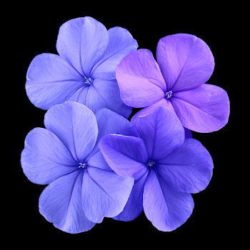 Cluster of Delicate Periwinkle Flowers on Black Background