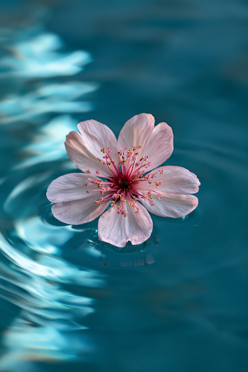 Delicate Cherry Blossom Floating on Blue Water