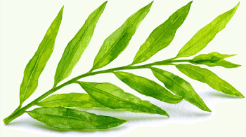 Delicate Green Leafy Sprig on Off-White Background