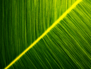 Extreme Macro of Tropical Green Leaf with Radiant Veins