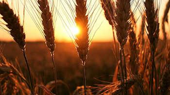 Golden Hour Wheat Silhouettes
