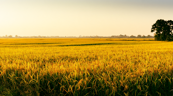 Golden Rice Field at Harvest Season