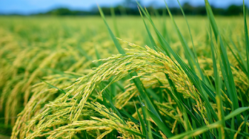 Golden Rice Panicles in Lush Paddy Field