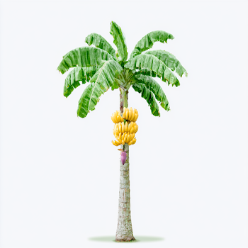 Isolated Banana Tree with Ripe Bananas and Purple Blossom