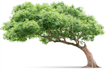 Isolated Mature Green Tree on White Background