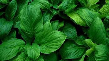 Lush Tropical Foliage Close-Up