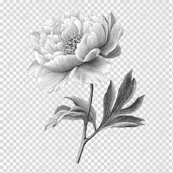 PNG Black and White Peony Flower Illustration