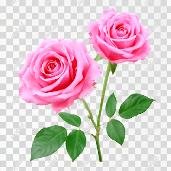 PNG Delicate Pink Roses on Green Stem