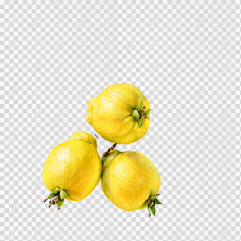 PNG Hand-Drawn Watercolor Quince Branch with Ripe Yellow Fruits