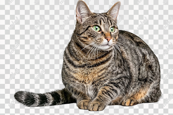 PNG Realistic Seated Adult Brown Mackerel Tabby Cat
