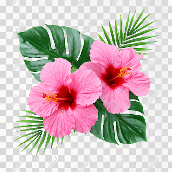PNG Tropical Pink Hibiscus Flowers with Monstera Leaves