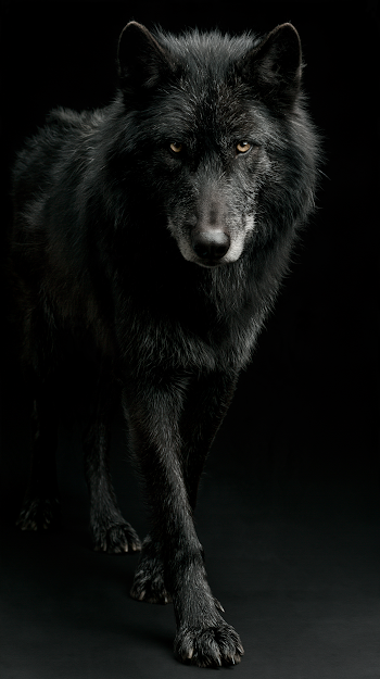 Regal Black Wolf Prince