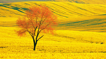 Solitary Tree in Vibrant Rapeseed Field