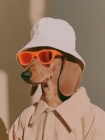 Stylish Dachshund in Streetwear