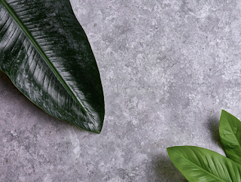 Tropical Banana Leaves Against Textured Gray Wall