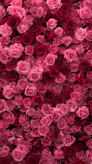 Valentine's Day Sea of Pink Roses