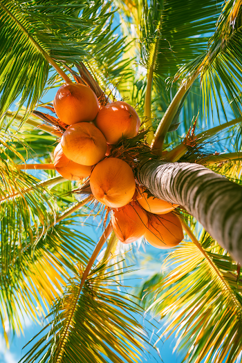 Vibrant Close-Up of Coconuts on a Palm Tree