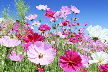 Vibrant Cosmos Flowers in a Lush Meadow