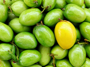Vibrant Pile of Green Unripe Mangoes with One Ripe Yellow Mango