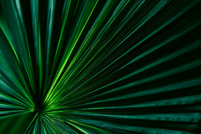 Abstract Close-Up of Tropical Palm Leaf