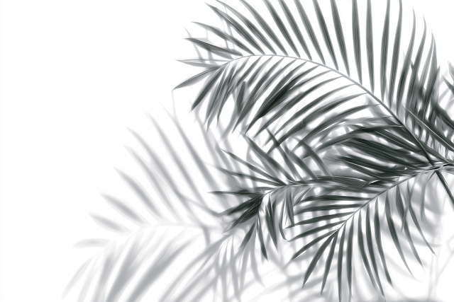 Abstract Shadow Play of Tropical Palm Fronds