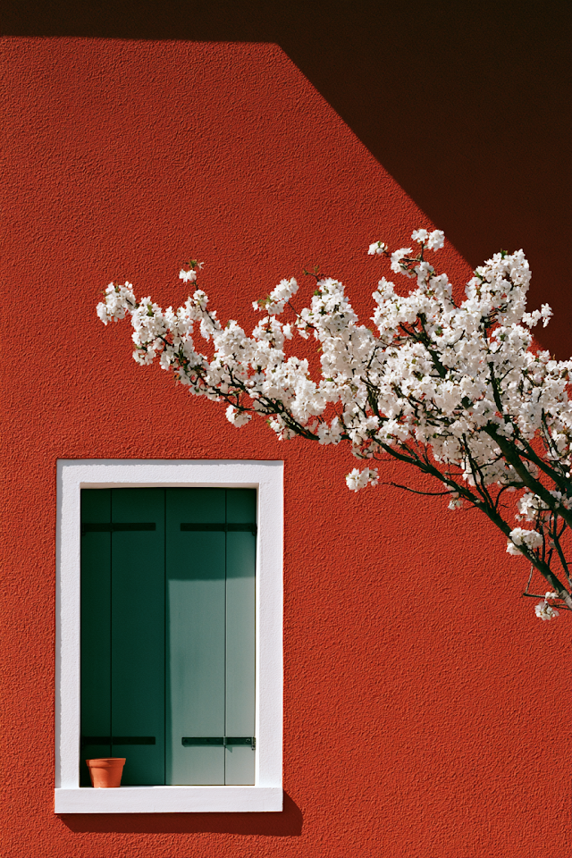 Charming Outdoor Scene with Cherry Blossoms and Red Wall