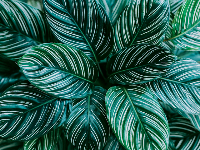 Close-Up of Calathea Ornata Leaves