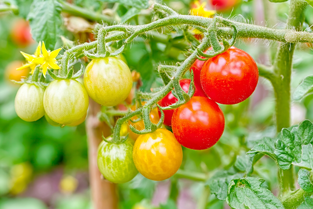 Close-Up of Cherry Tomatoes on the Vine
