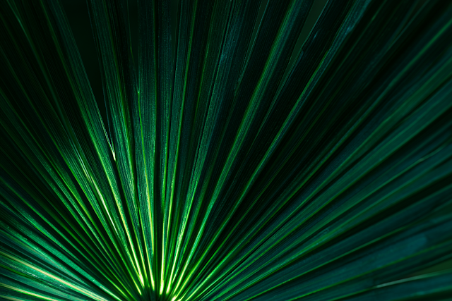 Dramatic Close-Up of Tropical Palm Fan Leaf