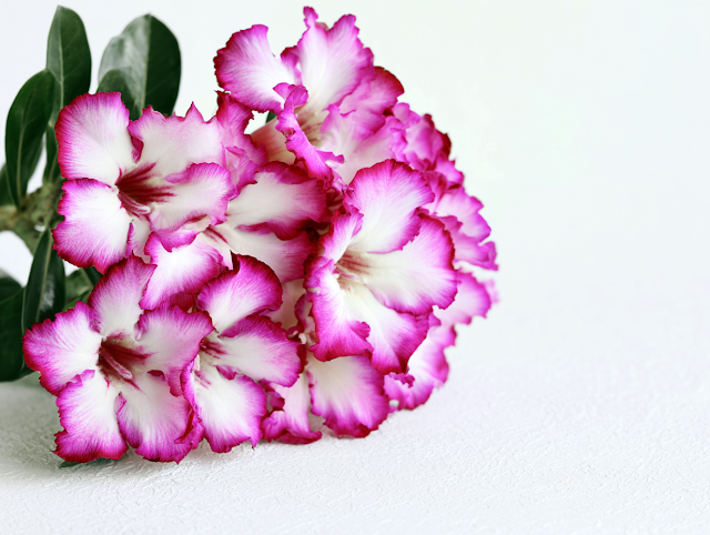 Elegant Blooming Desert Rose Flowers