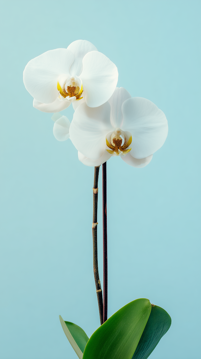 Elegant White Orchid Blooms with Soft Blue Background