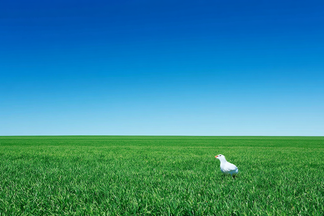 Endless Green Grass Field Under Clear Blue Sky