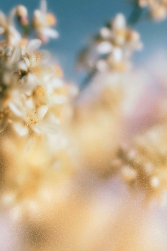 Ethereal Frosted Glass with Lemon Blossoms