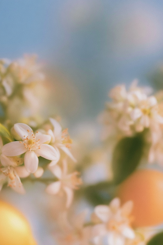 Ethereal Lemon Blossom on Frosted Glass