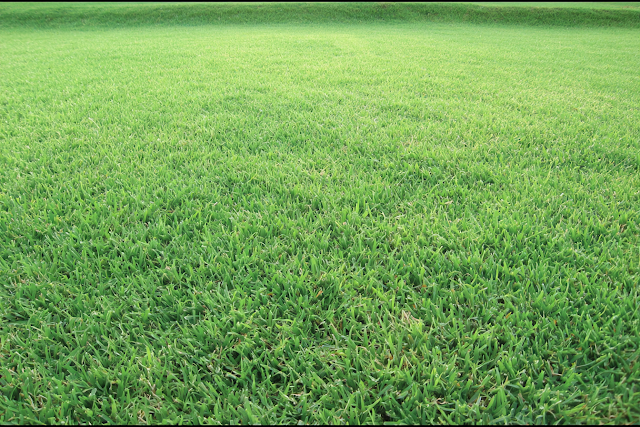Expansive Green Grass Field