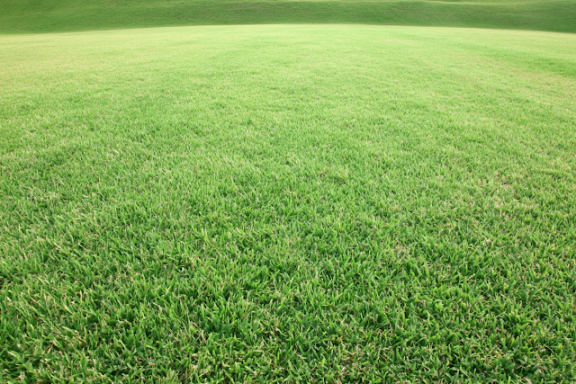 Expansive Lush Green Grass Field