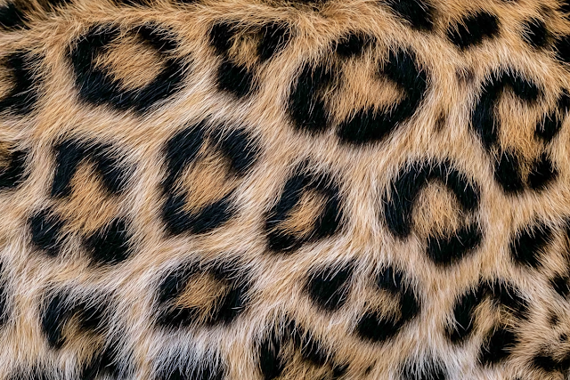 Extreme Close-Up of Leopard Fur Texture