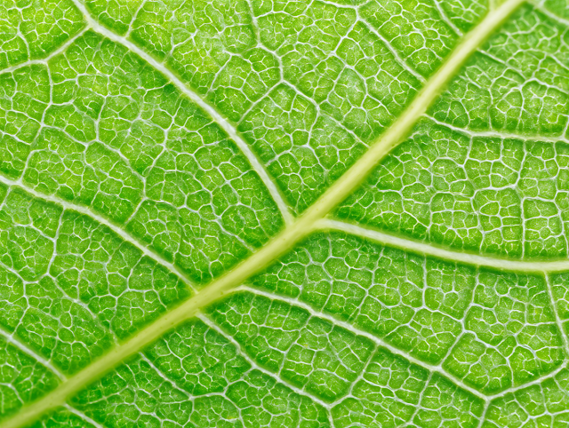 Extreme Macro of a Green Leaf Surface