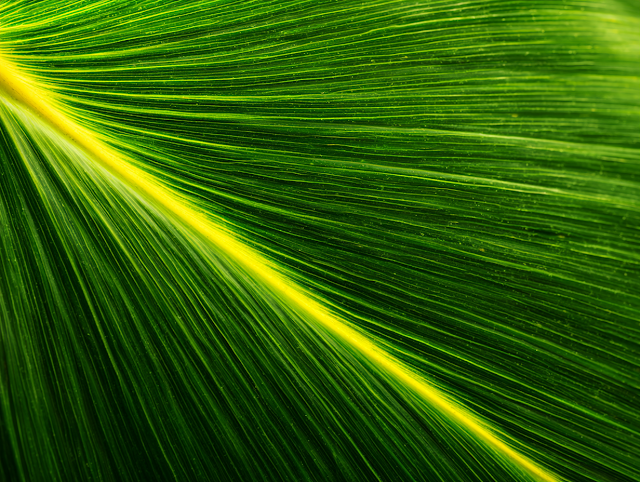 Extreme Macro of Tropical Green Leaf