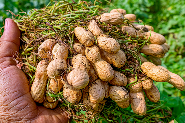 Freshly Harvested Peanuts in Hand