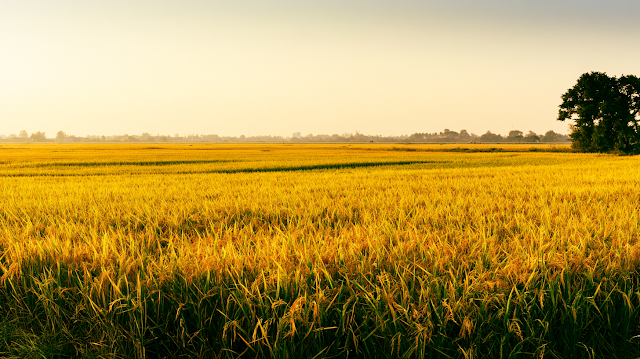 Golden Rice Field at Harvest Season