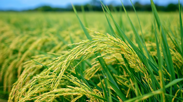 Golden Rice Panicles in Lush Paddy Field