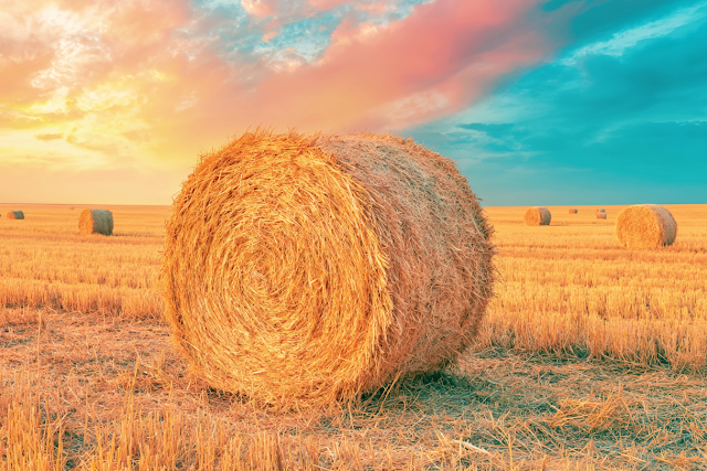 Golden Wheat Field with Hay Bales at Sunset