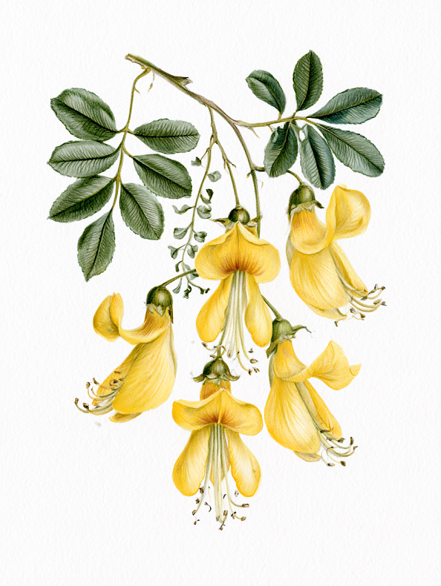 Kowhai Flowers - 19th Century Botanical Illustration